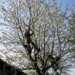 Arborist in tree