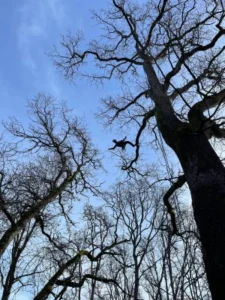 Arborist on ropes between trees