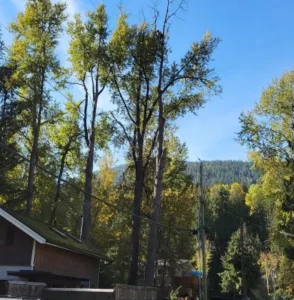 Arborist working in clump of trees